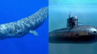 鯨魚能潛到3000公尺深海，為何鋼筋鐵骨的軍用潛艇超1000公尺就扁了？專家：構造不同