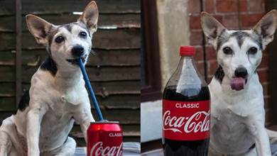 酷愛喝可樂的20歲老狗狗，每天都要喝一罐可樂，16顆牙齒壞了14顆