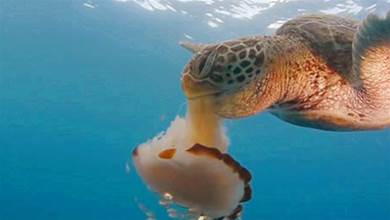 海龜像吃麵條一樣吃水母，它的嘴巴難道不會有刺痛感嗎？