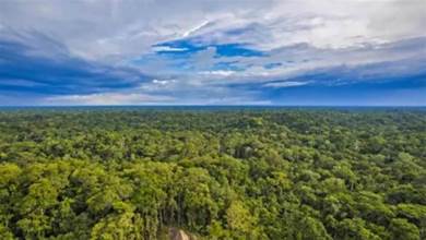 亞馬遜熱帶雨林到底多可怕？這裡被稱為綠色天堂，實則人類禁區