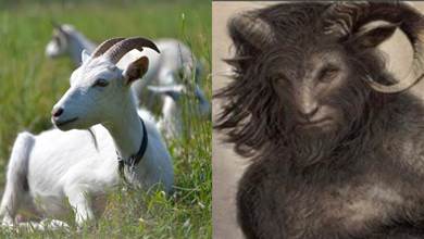 "人臉山羊"眼睛、嘴巴幾乎與人類無異，是否會進化為山羊人？