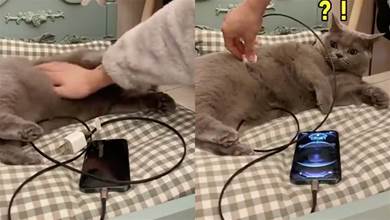 網友用手在貓咪身上摩擦，然後把充電器放上面，手機真的亮起來了