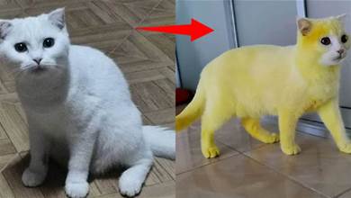 泰國網友用薑黃給貓咪治癬，不料召喚了皮卡丘！貓：皮卡皮卡？