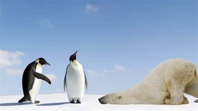為什麼北極沒有企鵝？19世紀放養北極的69只企鵝，現在怎麼樣了？