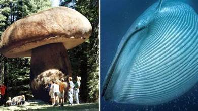 地球上最大的生物，竟然是一株蘑菇：活了2800年，占地10平方公里