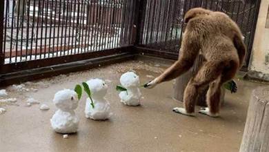 日本動物園獨居母猿突然生下寶寶，院方：到底是誰幹的？