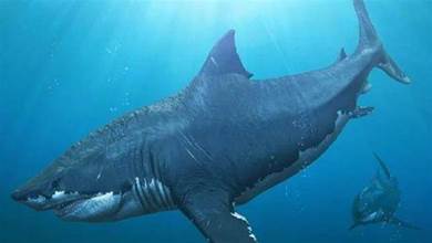 巨齒鯊未滅絕？咬合力達18萬牛的史前霸主，可能躲在海洋最深處