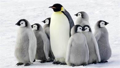 為何北極沒有企鵝？80年前放養在北極的69只企鵝，現在怎麼樣了？