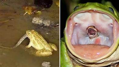 蛙界大佬的逆襲！臺灣特色「蛙界暴龍」食蛇蛙，專吃毒蛇還能免疫蛇毒