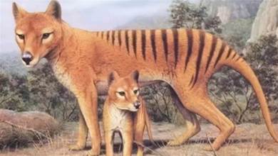 地球怎麼了？消失80多年後，袋狼再現澳大利亞，為何「復活」？