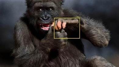 黑猩猩正在進化？美國發現變異猩猩，手指頭進化得和人類一樣