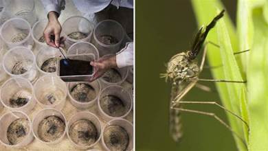 美國野外將釋放10億隻轉基因蚊子，專家：恐將製造更強的變異蚊子
