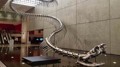 5500萬年前，地球的一次高燒，孕育了史上體型最大的蛇