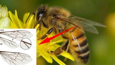 蜜蜂不用遵守空氣動力學？翅膀那麼小，它們是怎麼飛上天的？