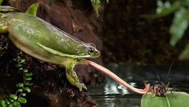 只需0.07秒！獵物就進入了青蛙嘴裡，知道青蛙的舌頭有多厲害嗎？