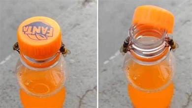 昆蟲也會擰瓶蓋？巴西兩隻蜜蜂合作擰開了瓶蓋，動物都在變聰明嗎