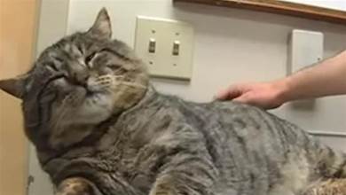 美國貓咪離家出走，半年胖到18斤，竟是因為在外面幹這樣的勾當