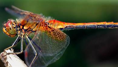 最被低估的昆蟲：蜻蜓，飛行界的真正王者，捕獵成功率高達95%