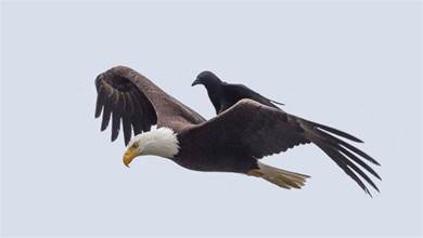 一隻黑鸝在魚鷹背後搭順風車，更離譜的是烏鴉，敢到海雕背上兜風