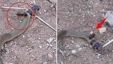 最危險的毒蛇澳洲棕蛇闖入螞蟻地盤，被巨型螞蟻咬的不斷翻滾，痛苦卻無法還擊