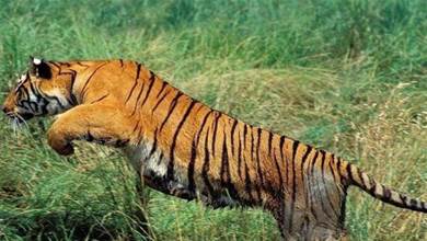 為什麼非洲沒有老虎？老虎放到非洲大草原上會不會被獅群消滅？