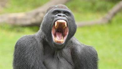 為什麼大猩猩基本吃素，有鋒利的犬牙，而人類吃肉卻無明顯犬牙？