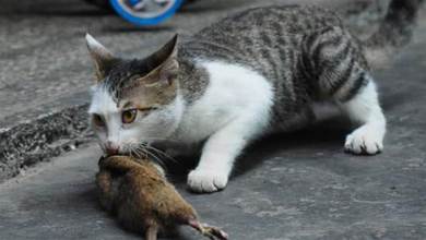 貓抓到老鼠後，老鼠為何一動不動，直接放棄了掙扎？