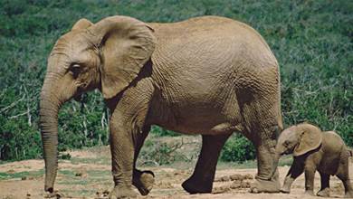 【動物科普】為什麼大象群的首領都是雌性？雄象主要負責什麼？