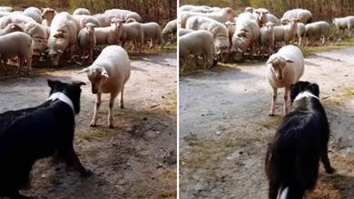 荷蘭一隻牧羊犬遭遇職業危機，被一隻綿羊公開挑釁，還被羊群圍觀