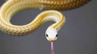 為什麼蛇用肚子行走？只因進化路上發生了點小插曲