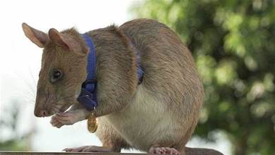 退休了！體長近1米的非洲巨鼠，在菲律賓排雷71顆，功成身退