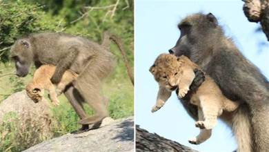 狒狒偷走獅子寶寶自己養？童話一般的情節，現實卻並不美好…