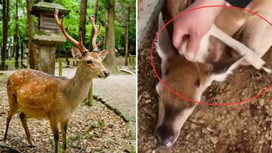 一頭小鹿的頭上長出一條腿，實在是罕見，怎麼會這樣？