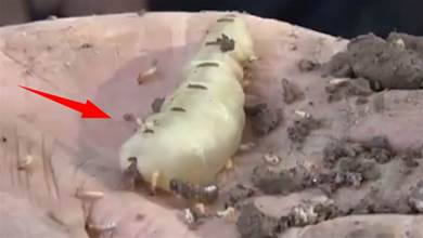 湖北發現60多年的超大蟻穴，挖出超大蟻后！網友：看得雞皮疙瘩起來了