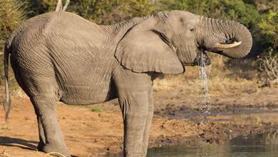 大象鼻子就是生物學上的一個奇跡，還有什麼是它做不到的？