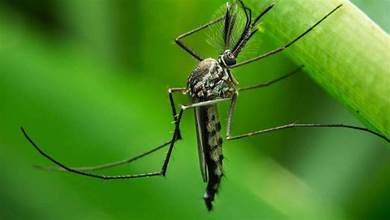 蚊子吸血，為什麼還要在我們耳邊嗡嗡叫？不怕被打嗎？