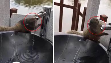 雲南拍攝到一隻口渴松鼠，懂得用爪子操作感應水龍頭，喝夠才離開