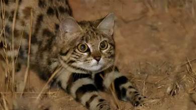 被全世界禁養！非洲最小、最萌的貓，卻是效率最高的「剎戮機器」