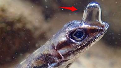 已找到蜥蜴水下呼吸的秘密：自帶「氧氣罐」，能潛水15分鐘以上