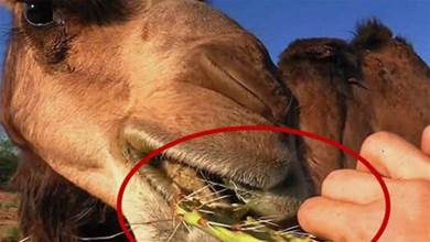 為什麼駱駝可以嚼仙人掌？嘴不紮嗎，腸道不會被刮傷嗎？