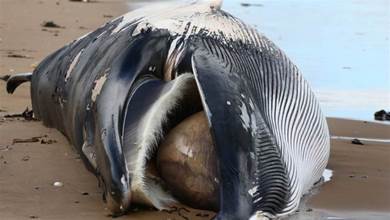 為什麼鯨魚屍體不能靠近？科學家：那是個「不定時炸彈」
