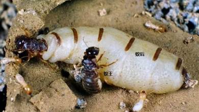 「蟻后」體長5公分！湖北挖出60多年的蟻穴，蟻王蟻后共同現身