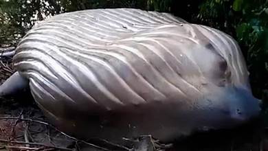 亞馬遜「雨林」中跑進一頭「座頭鯨」，海洋專家：聞所未聞的怪事