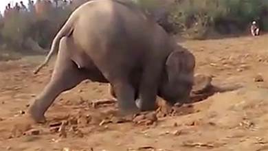 印度大象瘋狂挖地11個小時，村民想幫卻不敢靠近，真相令人感動