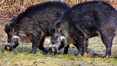 日本福島野豬氾濫？已產生奇怪品種，研究基因後有意外發現