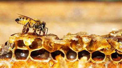 1990年，一隻蜜蜂在南非出生了，一件小事，卻可能影響到整個地球