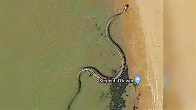 30米巨蛇骨架在谷歌地圖都可見，網友懷疑是泰坦蟒，真相是什麼？