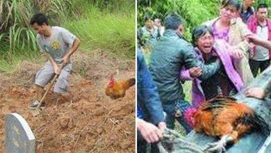 農村死人出殯，道士為何都要宰殺一隻公雞？你知道嗎？